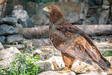 The bird of prey, Steppe Eagle proudly sits in the aviary. Aquila nipalensis