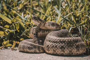 Rattlesnake 
