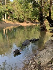 Buffles dans une rivière à Don Det, Laos