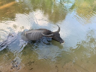 Fototapeta premium Buffle dans une rivière à Don Det, Laos