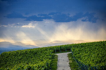 Weinberg_Abendstimmung_3570