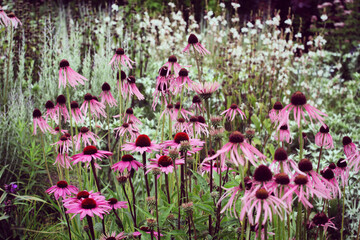 Echinacea pallida, or commonly called Pale Purple Coneflower, in bloom in the summer months