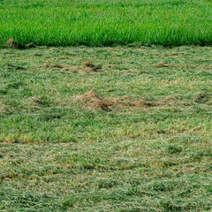 Pasture with freshly cut green grass for pets