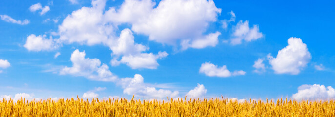 Rural landscape, panorama, banner - field of wheat in the rays of the summer sun under the sky with clouds © rustamank