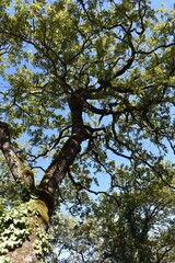 Only looking up for the growth of the aged beautiful tree in Florence Italy