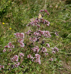 Oregano, Origanum vulgare L.