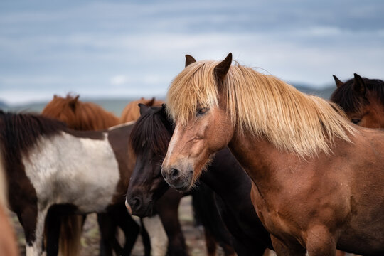 Horses in Iceland. Wild horses in a group. Horses on the Westfjord in Iceland. Composition with wild animals. Travel - image