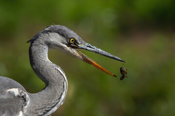 Grey heron portrait .The heron was catching a salamander in a pond in the forest in the Netherlans. Green background.