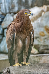 The bird of prey, Steppe Eagle proudly sits in the aviary. Aquila nipalensis