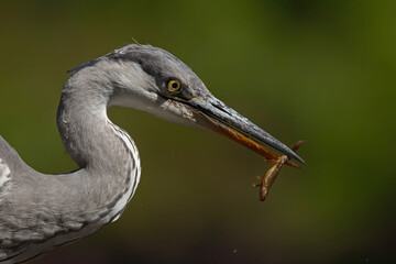 Grey heron portrait .The heron was catching a salamander in a pond in the forest in the Netherlans. Green background.