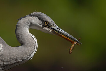Grey heron portrait .The heron was catching a salamander in a pond in the forest in the Netherlans....