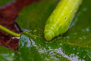 Green caterpillar on a leaf. Macro photo. Green leaf. Caterpillar body texture. Features of the structure of the caterpillar. Close-up. Bokeh