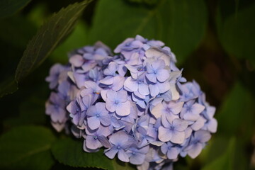 Macro world of flowers