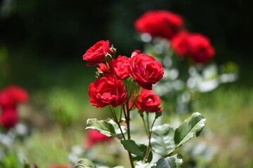 Macro world of flowers