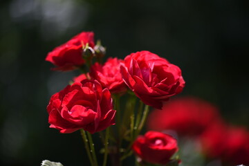 Macro world of flowers