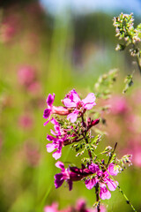 pink flowers on a tree