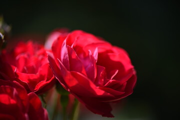 Macro world of flowers