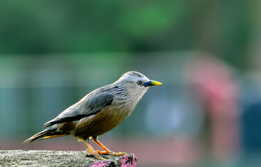Colorful Chestnut tailed Starling Bird