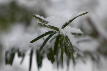 The green pine leaves covered by soft white powder snow in Sapporo Japan