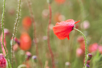 Fototapeta premium Red poppy close-up. Meadow with beautiful bright red poppy flowers in spring. High-quality photo