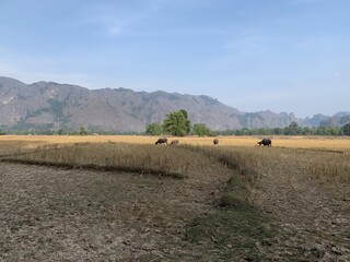Paysage rural à Kong Lor, Laos