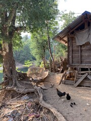 Poules d'une ferme à Kong Lor, Laos