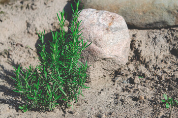 Organic food. Bright green rosemary bush grows in natural open-air environment