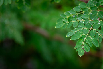 Fototapeta na wymiar Fresh Moringa leaves background