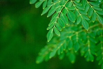 Fresh Moringa leaves background