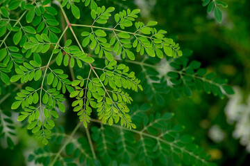 Fresh Moringa leaves background