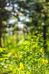 green leaves in the forest