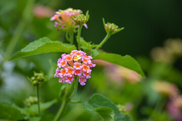 Multicolored Lantana flowers in the garden. Beautiful Colorful Hedge Flower, Weeping Lantana.