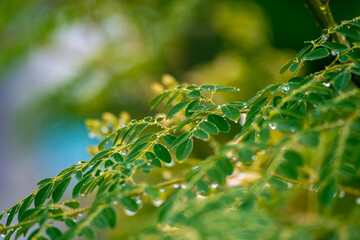 Fresh Moringa leaves background