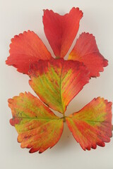 strawberry leaves turning red as autumn approaches, isolated on white background, in vertical format