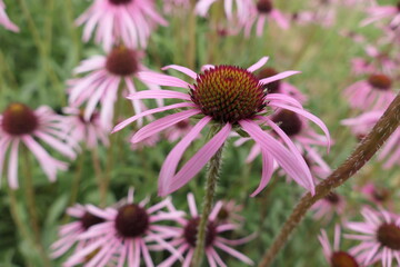 Obraz premium Sonnenhut 