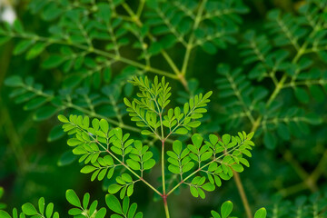 Fresh Moringa leaves background