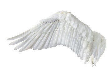 Naklejka premium Angel wings isolated on gray background. This has clipping path.