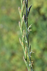 In the meadow growing cereal plant couch grass (Elymus repens)