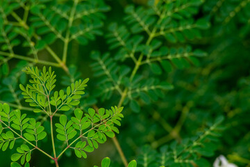 Fresh Moringa leaves background