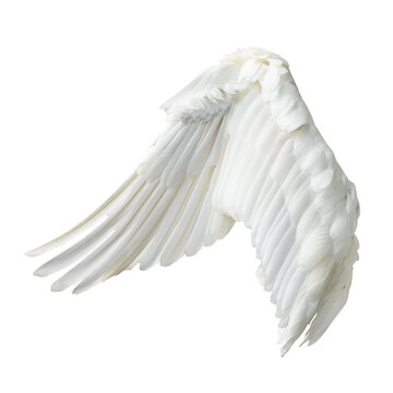 Angel wings isolated on gray background. This has clipping path.