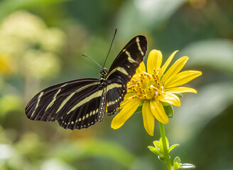 Close-up of Heliconius charithonia, the zebra longwing or zebra heliconian butterfly on a yellow flower