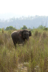 Obraz premium Asiatic elephant grazing , Jim Corbett National Park