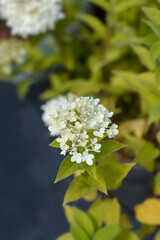 Paniculate hydrangea