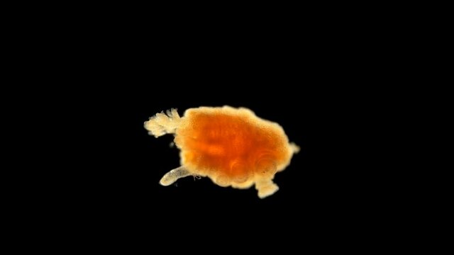Pentacula Holothuroidea larva, Juvenile sea cucumber under microscope, type Echinodermata, a very unusual organism, at this stage, she sank to bottom and crawled in search of food. Barents Sea