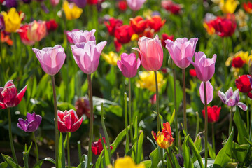 Close up of colorful tulip fields near Woodburn, Oregon.