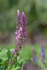 Balcan clary Ostfriesland