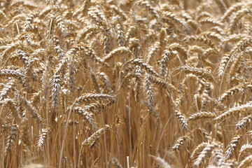 Fototapeta premium Roggenfeld