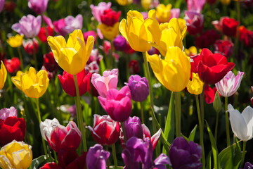 Close up of colorful tulip fields near Woodburn, Oregon.