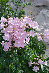 Pink trumpet vine
