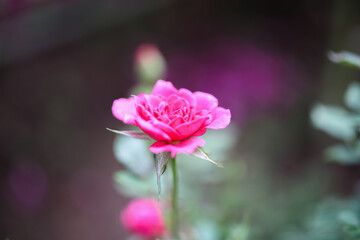 Beautiful pink roses flower in the garden